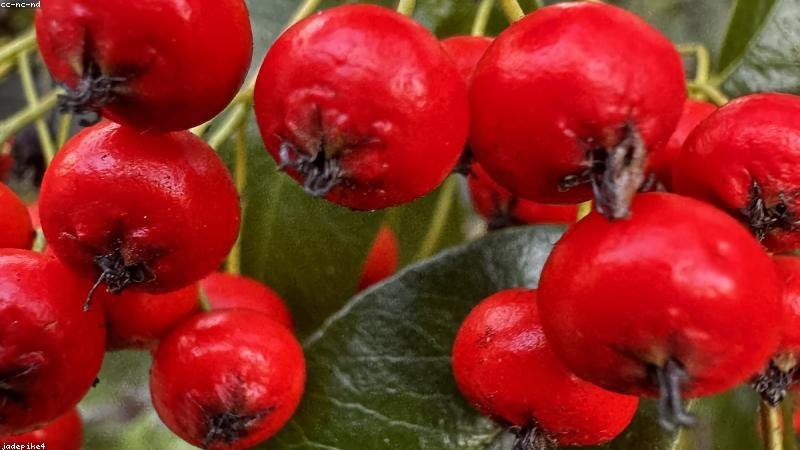 युवा सनसनी बोपन्ना बने एटीपी टॉप 50 में पहुंचने वाले सबसे युवा भारतीय