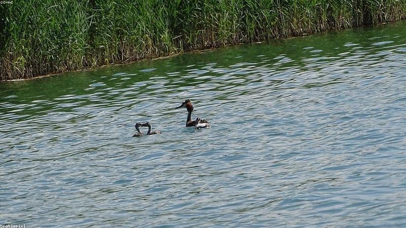 बॉस के शानदार कैच के बाद दफ़्तर का क्रिकेट मैच हुआ वायरल