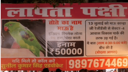आगरा में प्यारे पालतू तोते ‘मऊ’ के गायब होने पर मालिक ने घोषित किया ₹50,000 का इनाम आगरा में प्यारे पालतू तोते ‘मऊ’ के गायब होने पर मालिक ने घोषित किया ₹50,000 का इनाम