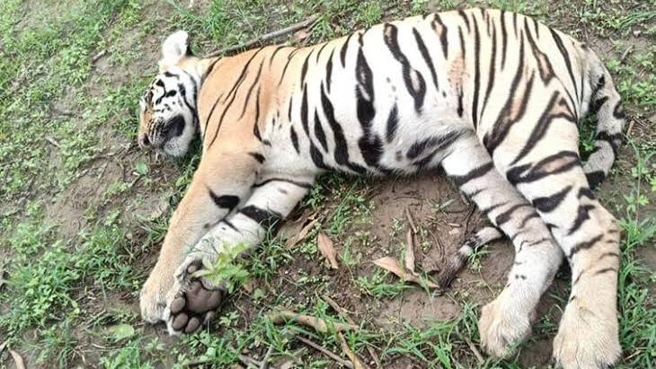 मध्य प्रदेश में जंगल के तालाब में कथित रूप से ज़हर मिलाने के आरोप में तीन गिरफ़्तार